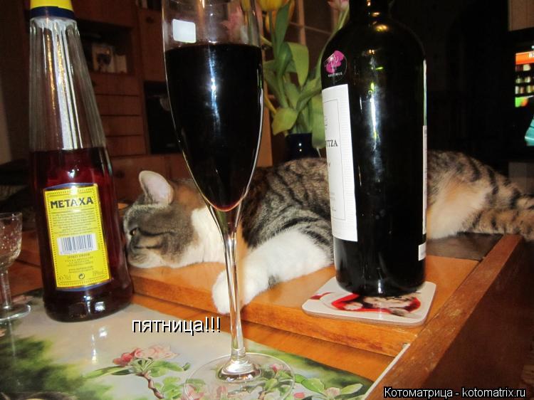пятница!!!... Котоматрица: пятница!!!