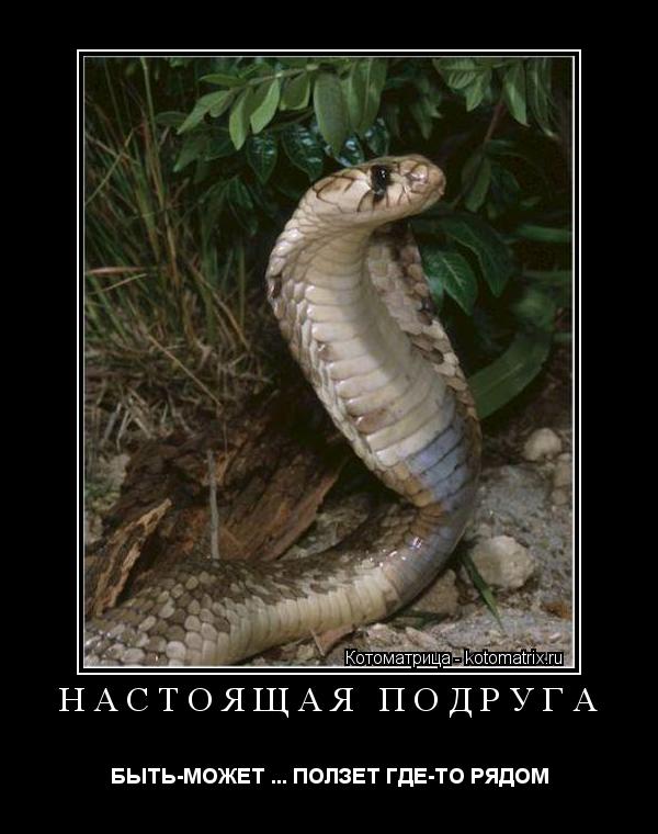 Котоматрица: НАСТОЯЩАЯ ПОДРУГА БЫТЬ-МОЖЕТ ... ПОЛЗЕТ ГДЕ-ТО РЯДОМ