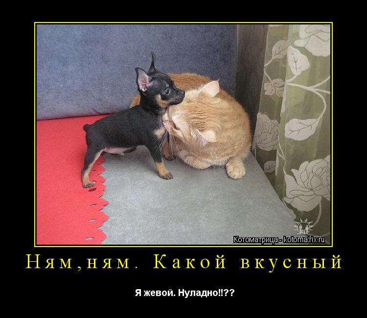 Котоматрица: Ням,ням. Какой вкусный  Я жевой. Нуладно!!??