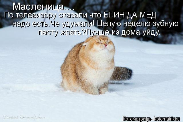 Масленица.... По телевизору сказали что БЛИН ДА МЕД надо есть.Че удумали! Целую неделю зубную пасту ... Котоматрица: Масленица.... По телевизору сказали что БЛИН ДА МЕД надо есть.Че удумали! Целую неделю зубную пасту жрать?Лучше из дома уйду.