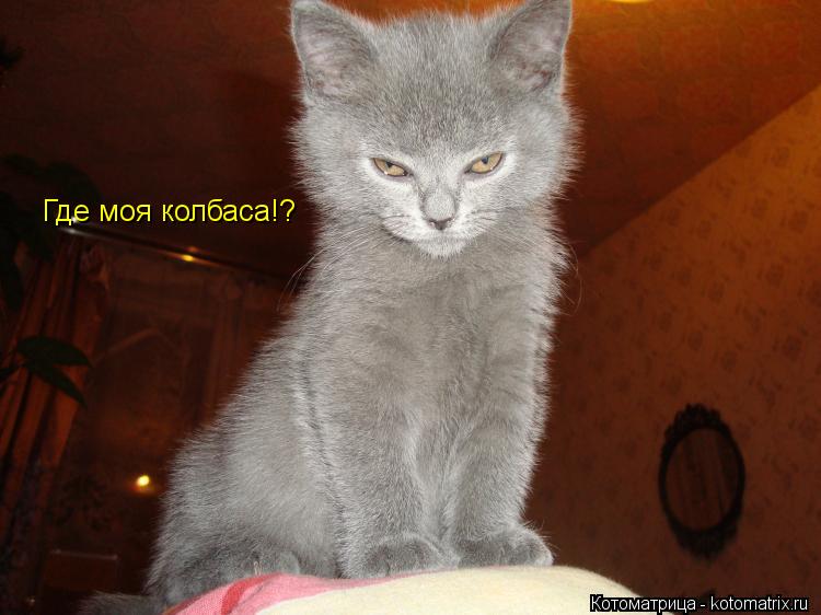 Котоматрица: Где моя колбаса!?