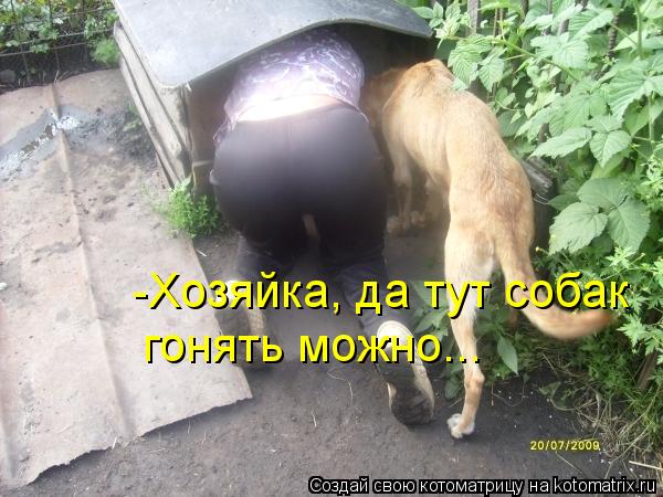 Котоматрица: -Хозяйка, да тут собак  гонять можно...