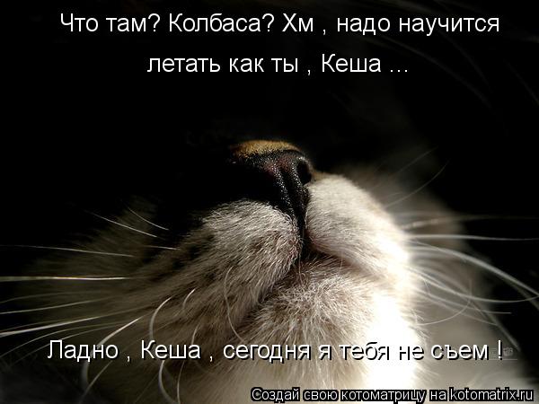 Что там? Колбаса? Хм , надо научится летать как ты , Кеша ... Ладно , Кеша , сегодня я тебя не съем !... Котоматрица: Что там? Колбаса? Хм , надо научится летать как ты , Кеша ... Ладно , Кеша , сегодня я тебя не съем !