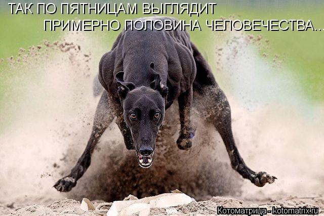 Котоматрица: ТАК ПО ПЯТНИЦАМ ВЫГЛЯДИТ ПРИМЕРНО ПОЛОВИНА ЧЕЛОВЕЧЕСТВА...