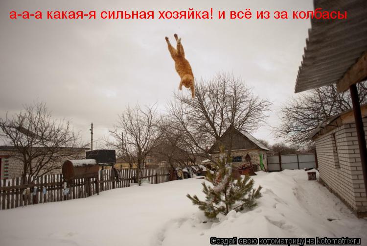 а-а-а какая-я сильная хозяйка! и всё из за колбасы... Котоматрица: а-а-а какая-я сильная хозяйка! и всё из за колбасы