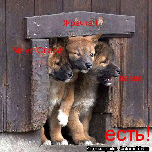 Котоматрица: Жрачка ! есть! ааааа! Мямя!Спаси!
