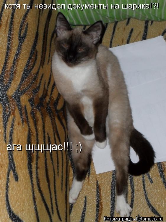 котя ты невидел документы на шарика!?! ага щщщас!!! ;)... Котоматрица: котя ты невидел документы на шарика!?! ага щщщас!!! ;)