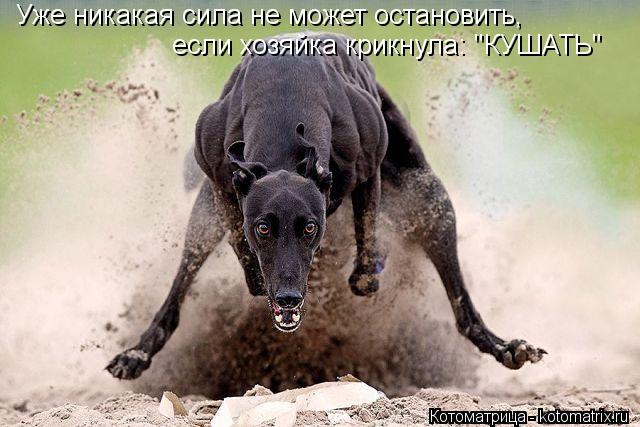 Котоматрица: Уже никакая сила не может остановить, если хозяйка крикнула: "КУШАТЬ"