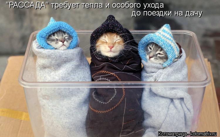 "РАССАДА" требует тепла и особого ухода до поездки на дачу... Котоматрица: "РАССАДА" требует тепла и особого ухода до поездки на дачу