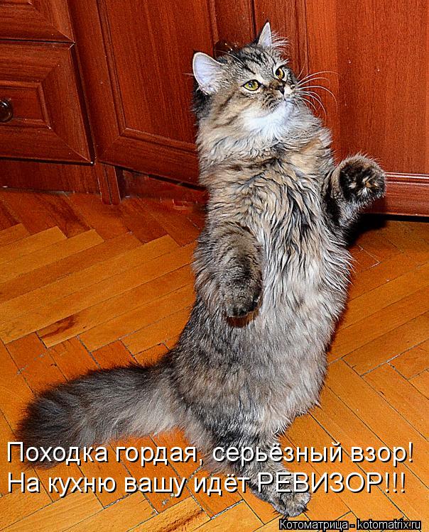 Котоматрица: Походка гордая, серьёзный взор! На кухню вашу идёт РЕВИЗОР!!!