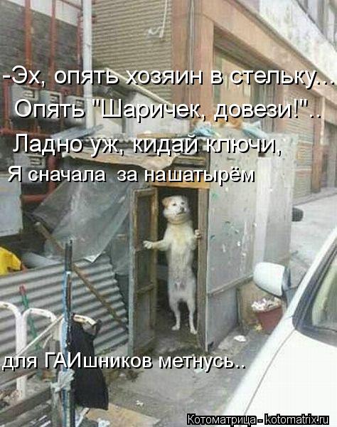 Котоматрица: -Эх, опять хозяин в стельку... Опять "Шаричек, довези!".. Ладно уж, кидай ключи, Я сначала  за нашатырём  для ГАИшников метнусь..