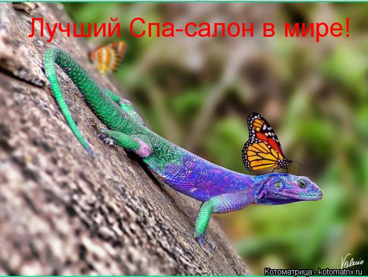 Котоматрица: Лучший Спа-салон в мире!