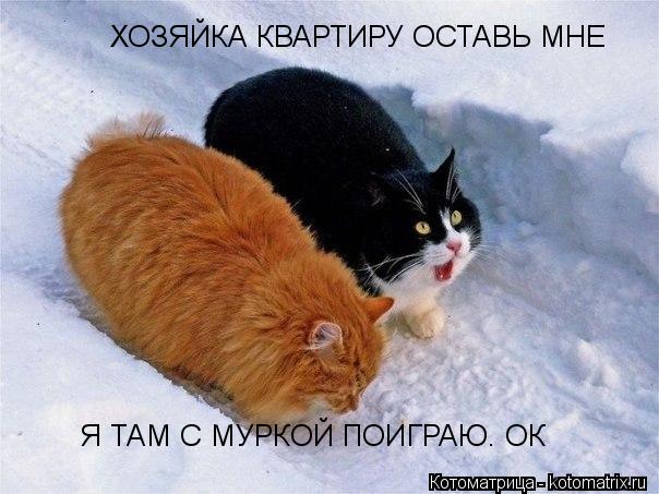 Котоматрица: ХОЗЯЙКА КВАРТИРУ ОСТАВЬ МНЕ Я ТАМ С МУРКОЙ ПОИГРАЮ. ОК