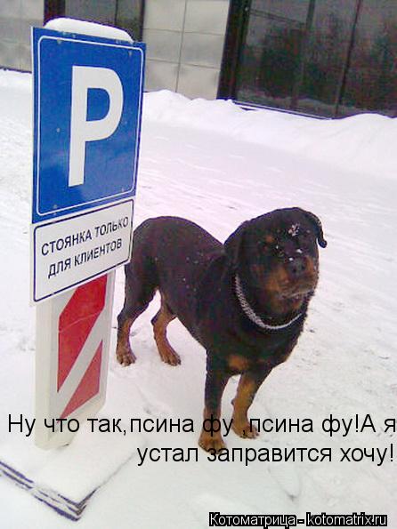 Ну что так,псина фу ,псина фу!А я устал заправится хочу!... Котоматрица: Ну что так,псина фу ,псина фу!А я устал заправится хочу!