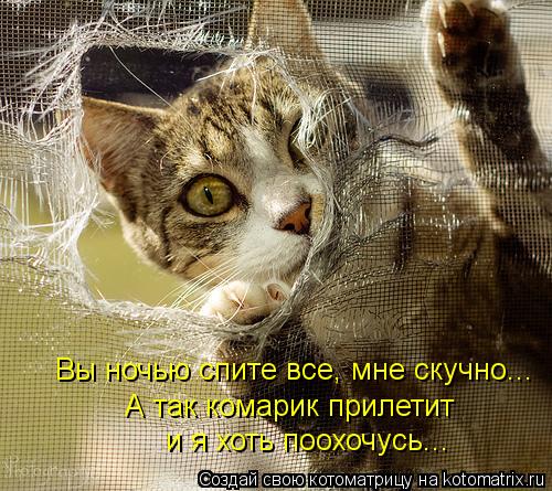 Котоматрица: Вы ночью спите все, мне скучно... А так комарик прилетит и я хоть поохочусь...