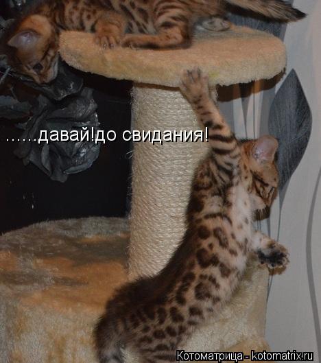 ......давай!до свидания!... Котоматрица: ......давай!до свидания!