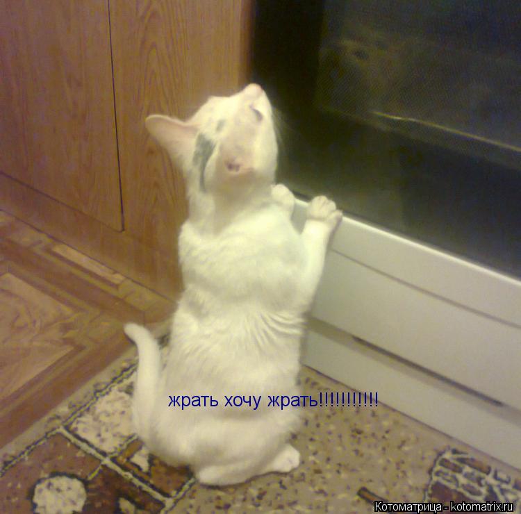Котоматрица: жрать хочу жрать!!!!!!!!!!!