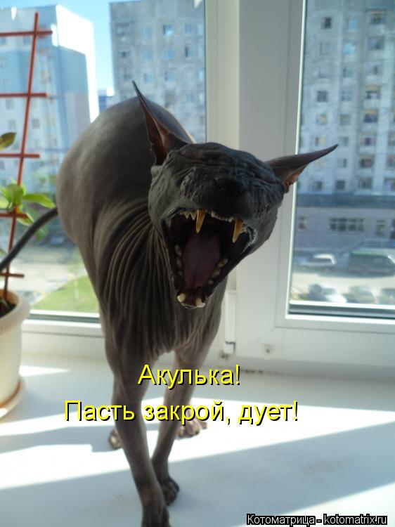 Котоматрица: Акулька! Пасть закрой, дует!