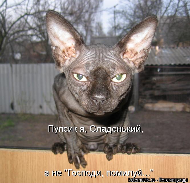 Пупсик я, Сладенький, а не "Господи, помилуй..."... Котоматрица: Пупсик я, Сладенький, а не "Господи, помилуй..."
