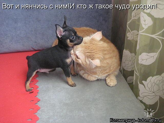 Вот и нянчись с ним!И кто ж такое чудо уродил!... Котоматрица: Вот и нянчись с ним!И кто ж такое чудо уродил!