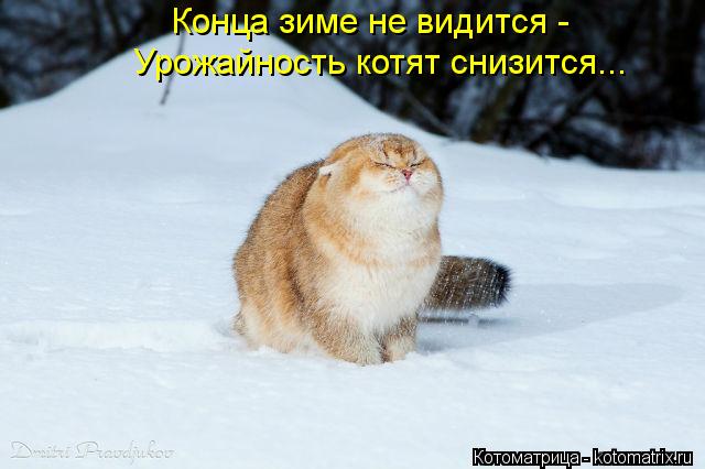 Котоматрица: Конца зиме не видится -  Урожайность котят снизится...