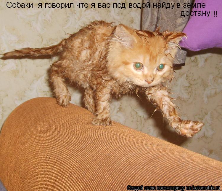 Собаки, я говорил что я вас под водой найду,в земле достану !!!... Котоматрица: Собаки, я говорил что я вас под водой найду,в земле достану !!!