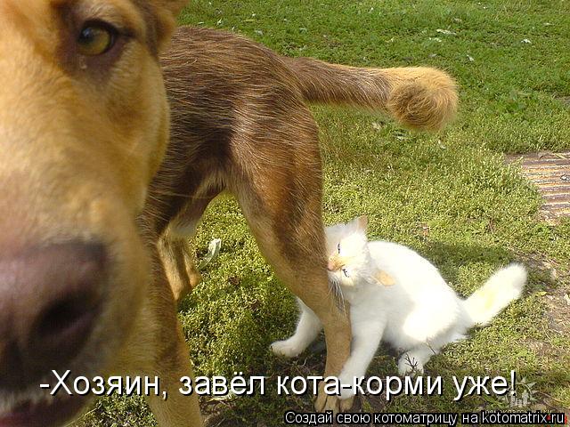 Котоматрица: -Хозяин, завёл кота-корми уже!