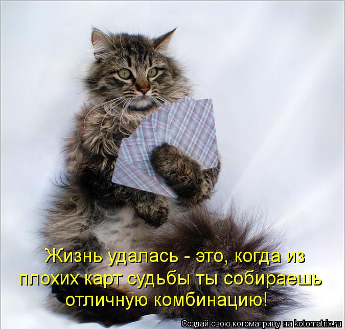 Жизнь удалась - это, когда из плохих карт судьбы ты собираешь отличную комбинацию!... Котоматрица: Жизнь удалась - это, когда из плохих карт судьбы ты собираешь отличную комбинацию!