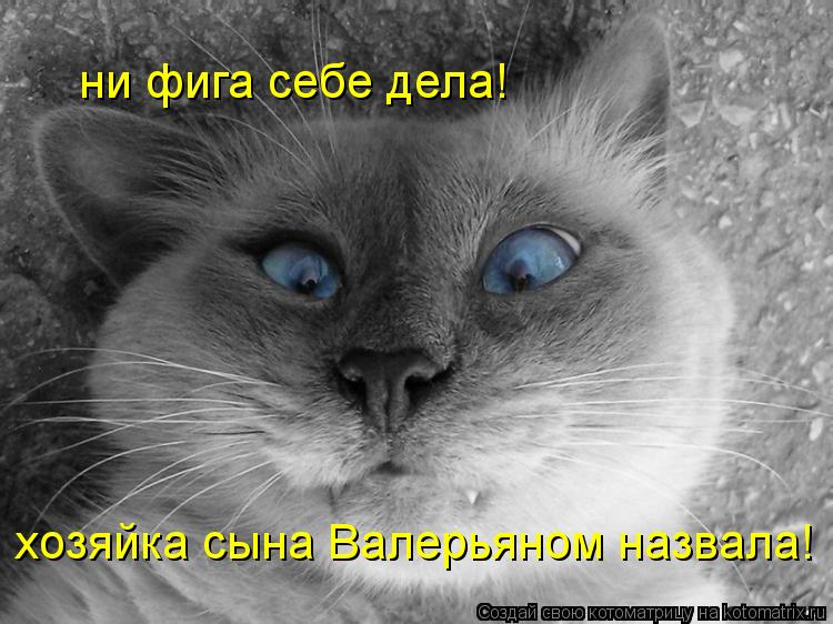 ни фига себе дела! хозяйка сына Валерьяном назвала!... Котоматрица: ни фига себе дела! хозяйка сына Валерьяном назвала!