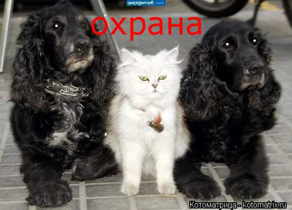 Котоматрица: охрана