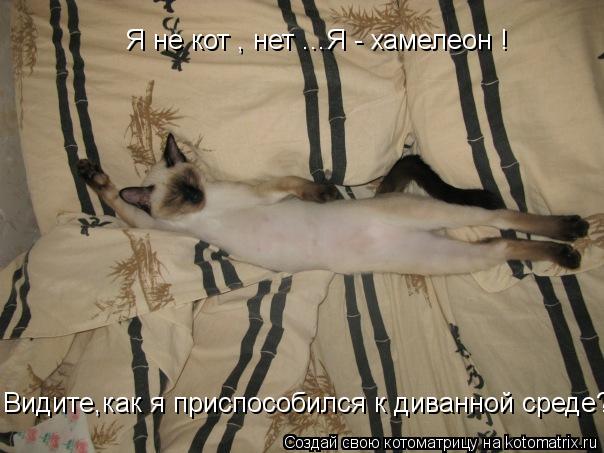 Я не кот , нет ...Я - хамелеон ! Видите,как я приспособился к диванной среде?... Котоматрица: Я не кот , нет ...Я - хамелеон ! Видите,как я приспособился к диванной среде?