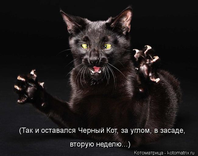 Котоматрица: (Так и оставался Черный Кот, за углом, в засаде, вторую неделю...)