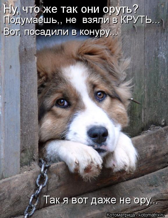 Ну, что же так они оруть? Подумаешь,, не взяли в КРУТЬ... Вот, посадили в конуру... Так я вот даже н... Котоматрица: Ну, что же так они оруть? Подумаешь,, не взяли в КРУТЬ... Вот, посадили в конуру... Так я вот даже не ору...