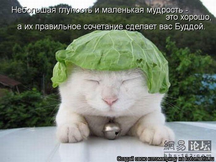 Небольшая глупость и маленькая мудрость - это хорошо, а их правильное сочетание сделает вас Буддой... Котоматрица: Небольшая глупость и маленькая мудрость - это хорошо, а их правильное сочетание сделает вас Буддой.