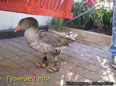 Гусиные тапки л \... Котоматрица: Гусиные тапки л \