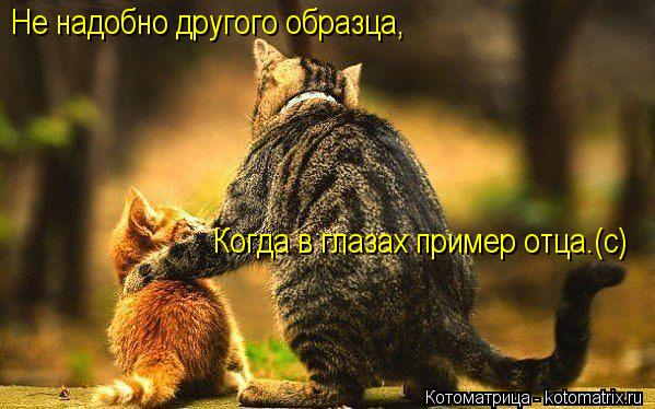 Котоматрица: Не надобно другого образца, Когда в глазах пример отца.(с)