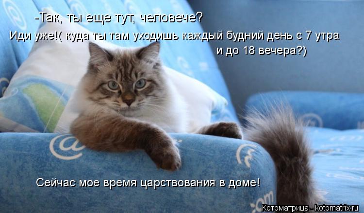 Котоматрица: -Так, ты еще тут, человече? Иди уже!( куда ты там уходишь каждый будний день с 7 утра и до 18 вечера?) Сейчас мое время царствования в доме!