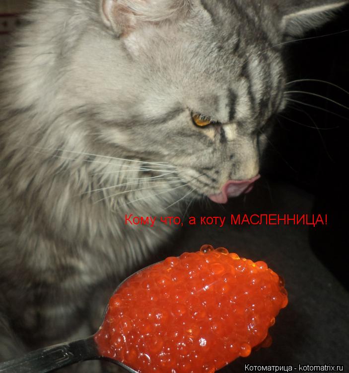 Кому что, а коту МАСЛЕННИЦА!... Котоматрица: Кому что, а коту МАСЛЕННИЦА!