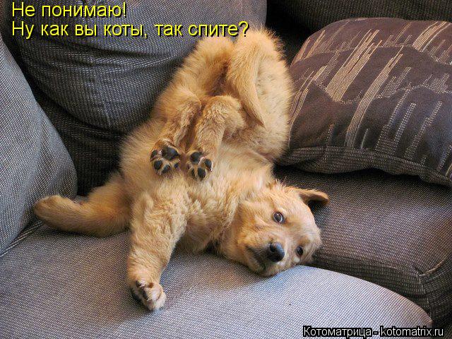 Не понимаю! Ну как вы коты, так спите?... Котоматрица: Не понимаю! Ну как вы коты, так спите?