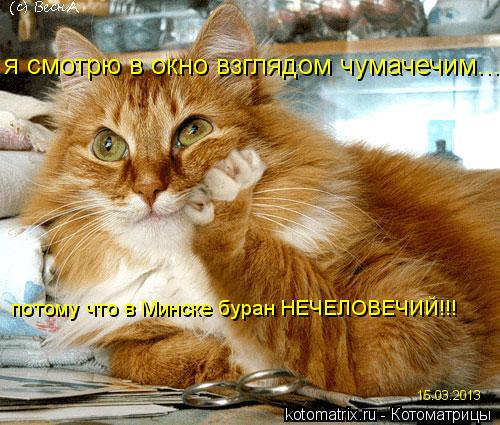 Котоматрица: потому что в Минске буран НЕЧЕЛОВЕЧИЙ!!! 15.03.2013 я смотрю в окно взглядом чумачечим...