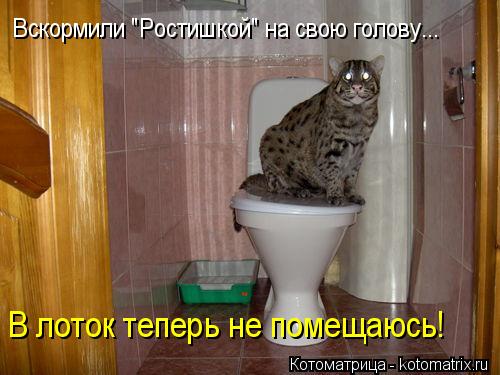 Котоматрица: Вскормили "Ростишкой" на свою голову... В лоток теперь не помещаюсь!
