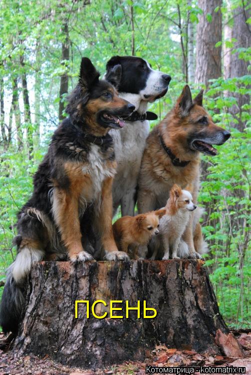 ПСЕНЬ... Котоматрица: ПСЕНЬ