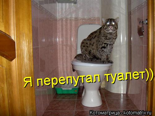 Котоматрица: Я перепутал туалет))