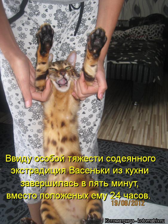 Ввиду особой тяжести содеянного экстрадиция Васеньки из кухни завершилась в пять минут, вместо полож... Котоматрица: Ввиду особой тяжести содеянного экстрадиция Васеньки из кухни завершилась в пять минут, вместо положеных ему 24 часов.