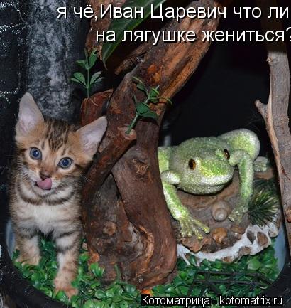 я чё,Иван Царевич что ли на лягушке жениться? на лягушке жениться?... Котоматрица: я чё,Иван Царевич что ли на лягушке жениться? на лягушке жениться?