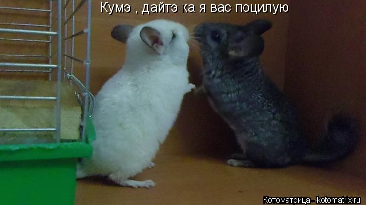 Котоматрица: Кумэ , дайтэ ка я вас поцилую