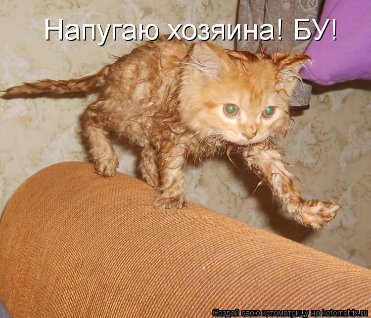 Напугаю хозяина! БУ!... Котоматрица: Напугаю хозяина! БУ!