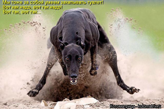 Мы тоже за собой умеем закапывать туалет! Вот как надо, вот так надо! Вот так, вот так...... Котоматрица: Мы тоже за собой умеем закапывать туалет! Вот как надо, вот так надо! Вот так, вот так...