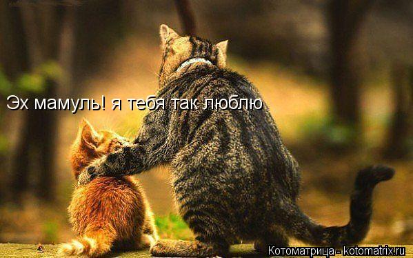 Котоматрица: Эх мамуль! я тебя так люблю Эх мамуль! я тебя так люблю