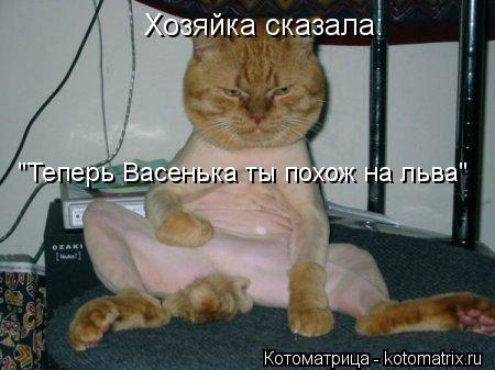 Хозяйка сказала: "Теперь Васенька ты похож на льва"... Котоматрица: Хозяйка сказала: "Теперь Васенька ты похож на льва"